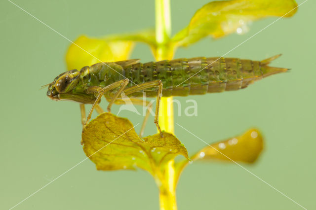 Getande glazenmaker (Aeshna serrata)