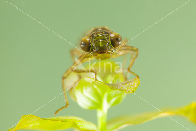 Getande glazenmaker (Aeshna serrata)