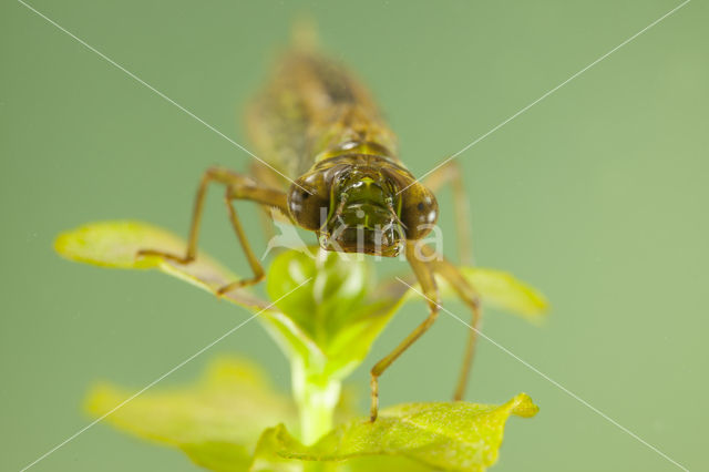 Getande glazenmaker (Aeshna serrata)