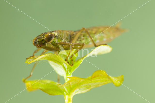 Getande glazenmaker (Aeshna serrata)