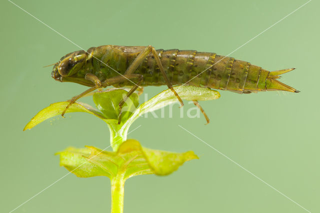 Getande glazenmaker (Aeshna serrata)