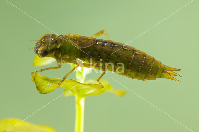 Getande glazenmaker (Aeshna serrata)