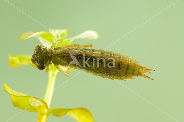 Getande glazenmaker (Aeshna serrata)