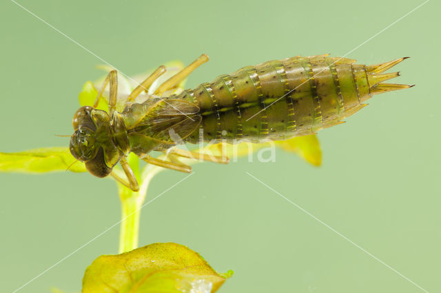 Getande glazenmaker (Aeshna serrata)