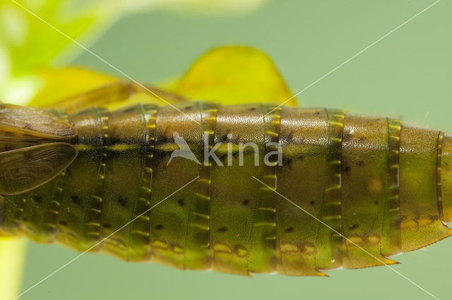 Getande glazenmaker (Aeshna serrata)