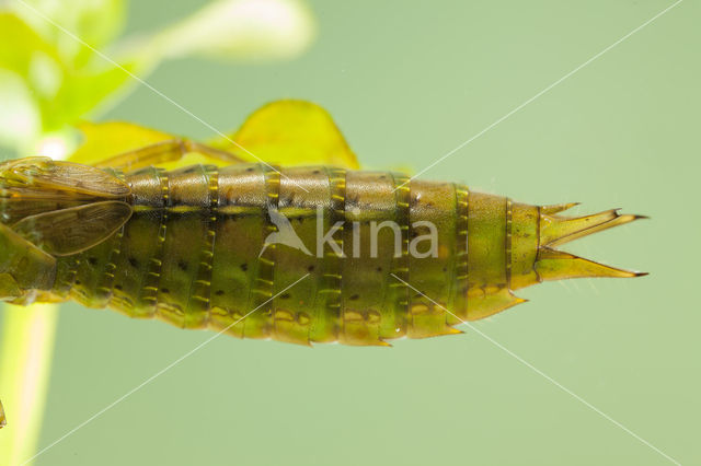 Getande glazenmaker (Aeshna serrata)