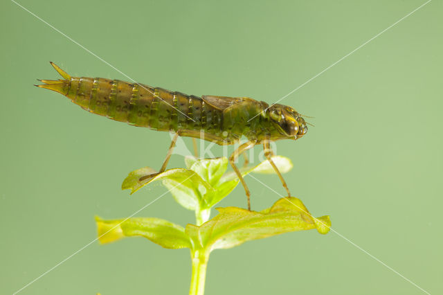 Getande glazenmaker (Aeshna serrata)