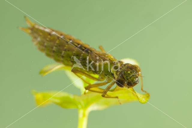 Getande glazenmaker (Aeshna serrata)