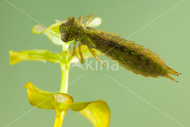 Getande glazenmaker (Aeshna serrata)