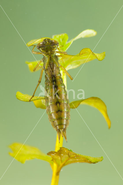 Getande glazenmaker (Aeshna serrata)