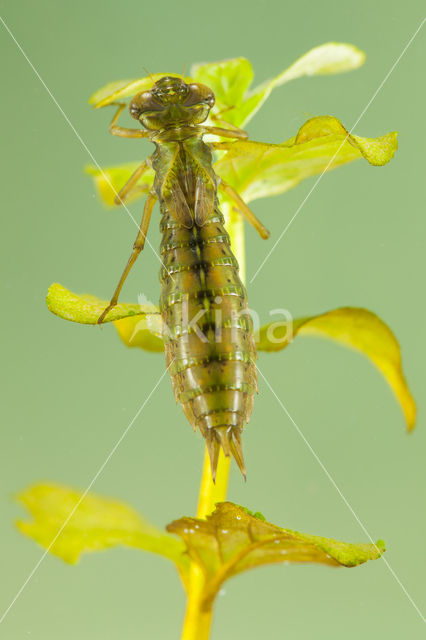 Getande glazenmaker (Aeshna serrata)