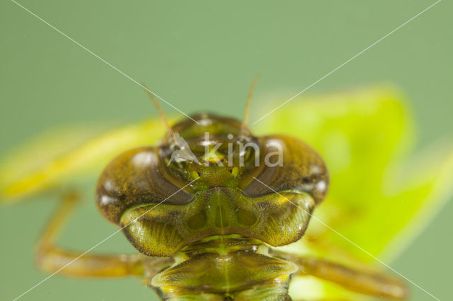 Getande glazenmaker (Aeshna serrata)