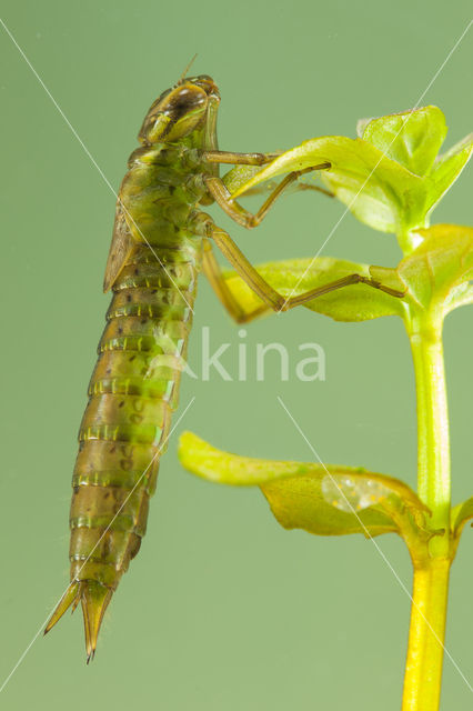 Getande glazenmaker (Aeshna serrata)