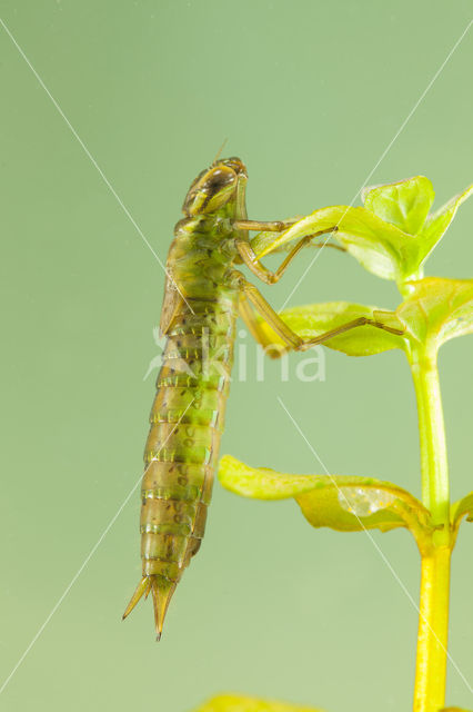 Getande glazenmaker (Aeshna serrata)