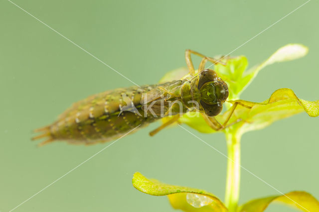 Getande glazenmaker (Aeshna serrata)