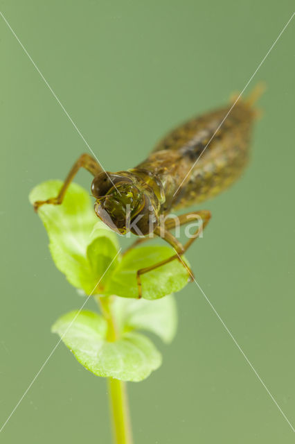 Getande glazenmaker (Aeshna serrata)