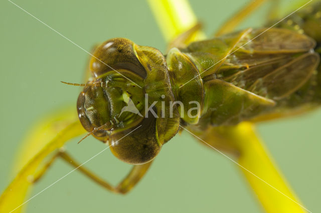 Getande glazenmaker (Aeshna serrata)