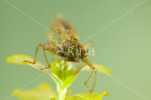 Getande glazenmaker (Aeshna serrata)