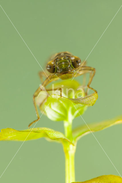 Getande glazenmaker (Aeshna serrata)