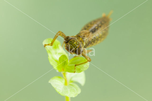 Getande glazenmaker (Aeshna serrata)