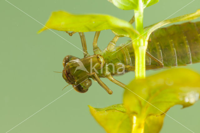 Getande glazenmaker (Aeshna serrata)