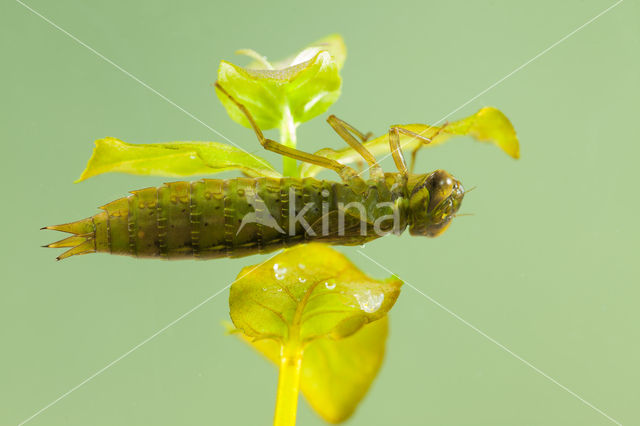 Getande glazenmaker (Aeshna serrata)