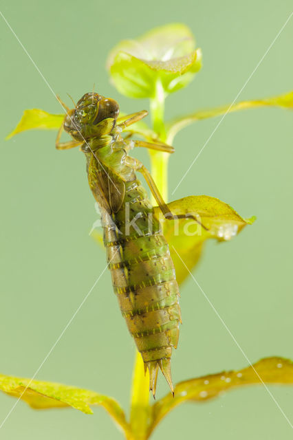 Getande glazenmaker (Aeshna serrata)