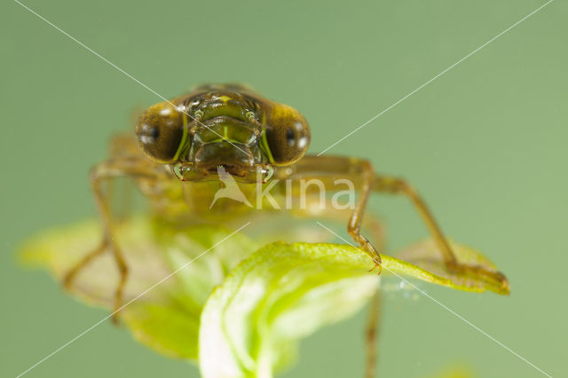 Getande glazenmaker (Aeshna serrata)