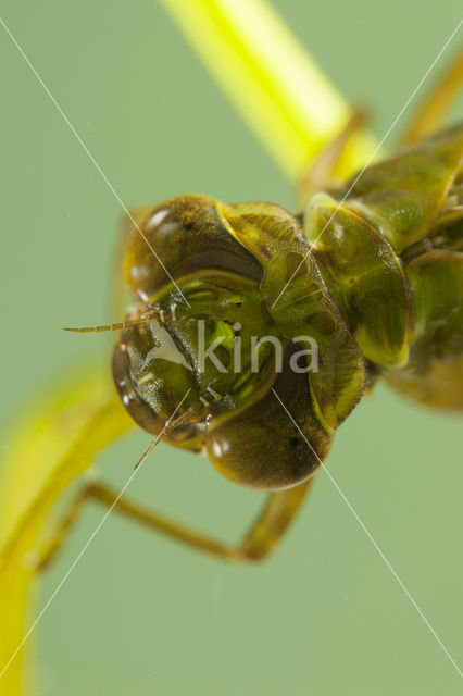 Getande glazenmaker (Aeshna serrata)