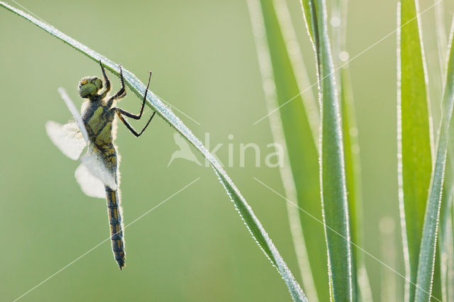 Gewone oeverlibel (Orthetrum cancellatum)