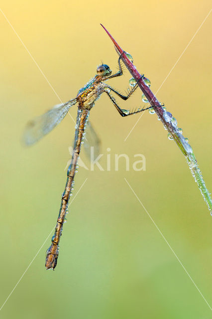 Gewone pantserjuffer (Lestes sponsa)