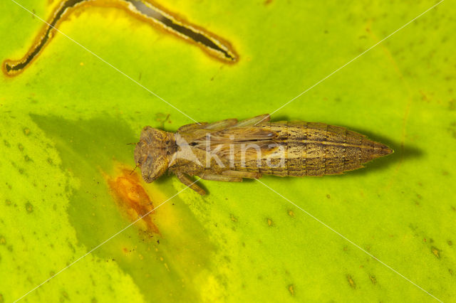 Glassnijder (Brachytron pratense)