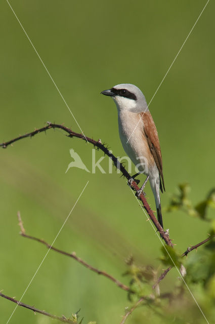 Grauwe Klauwier (Lanius collurio)