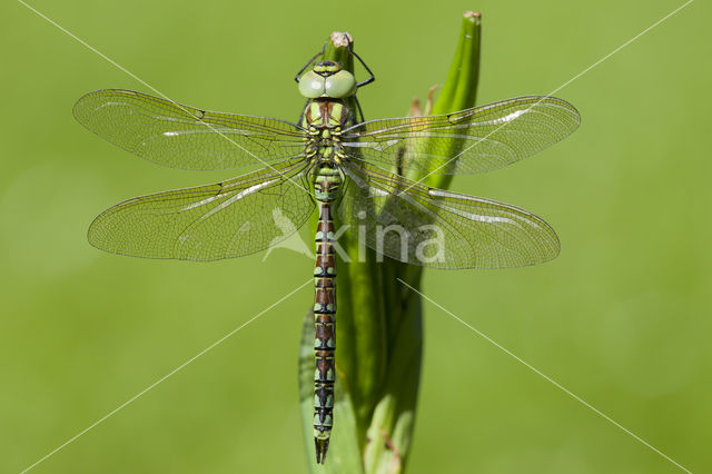 Groene glazenmaker (Aeshna viridis)