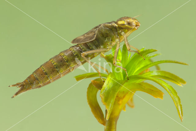 Groene glazenmaker (Aeshna viridis)