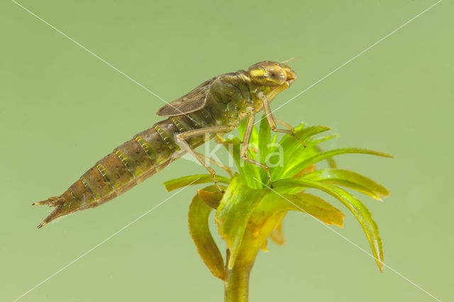 Groene glazenmaker (Aeshna viridis)