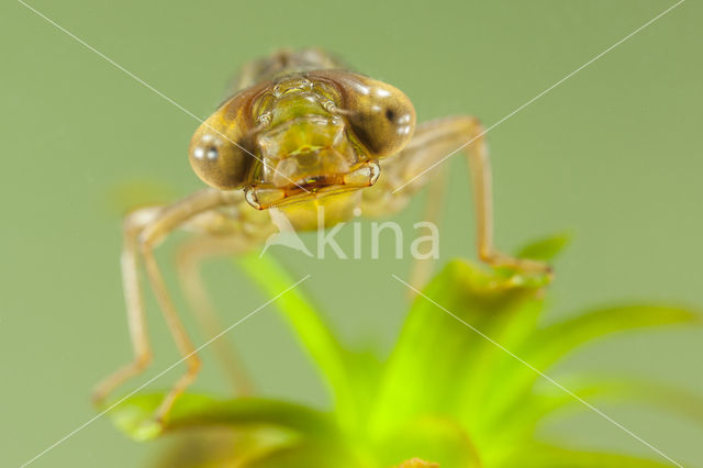 Groene glazenmaker (Aeshna viridis)