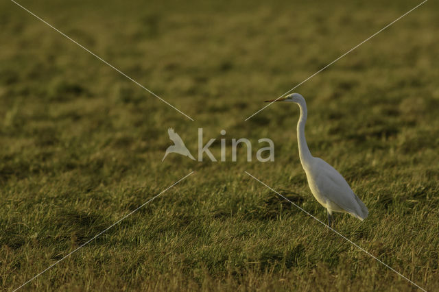 Grote zilverreiger (Casmerodius albus)