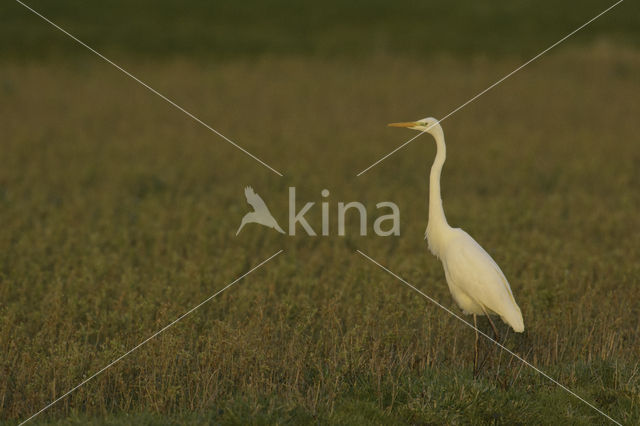 Grote zilverreiger (Casmerodius albus)