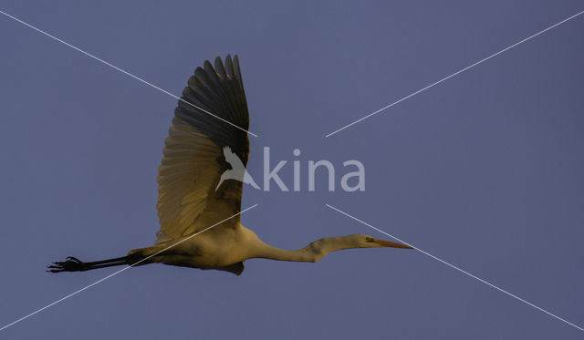 Grote zilverreiger (Casmerodius albus)