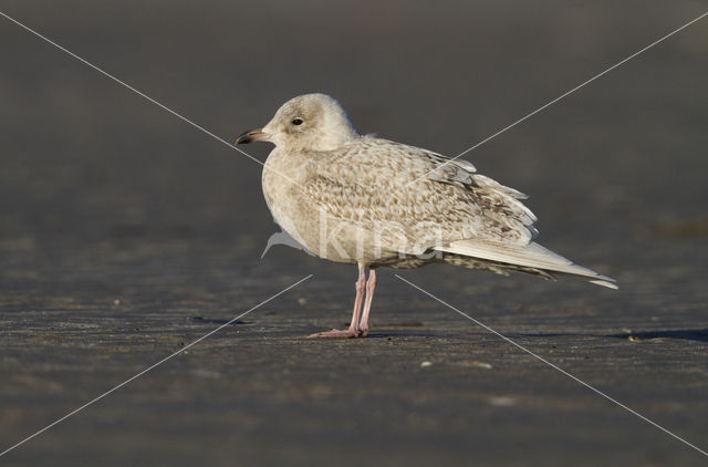 Kleine Burgemeester (Larus glaucoides)