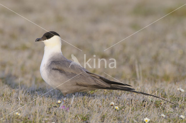 Kleinste Jager (Stercorarius longicaudus)