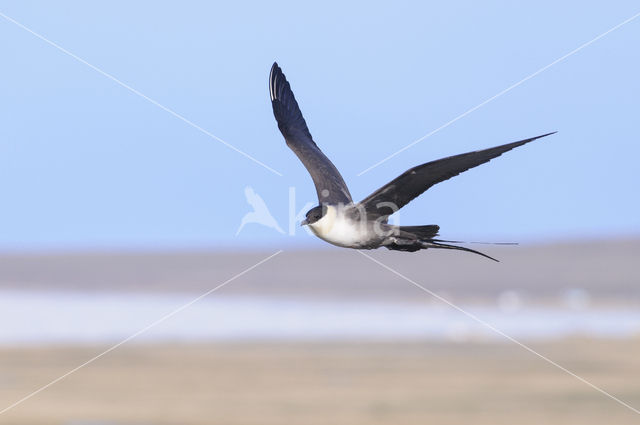 Kleinste Jager (Stercorarius longicaudus)