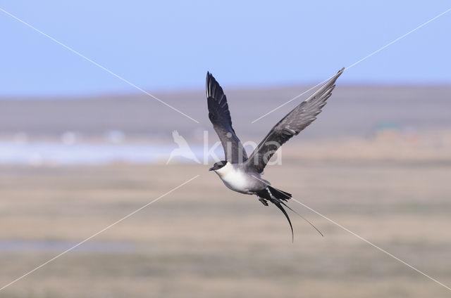 Kleinste Jager (Stercorarius longicaudus)