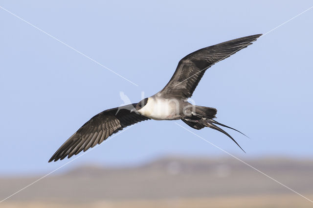 Kleinste Jager (Stercorarius longicaudus)