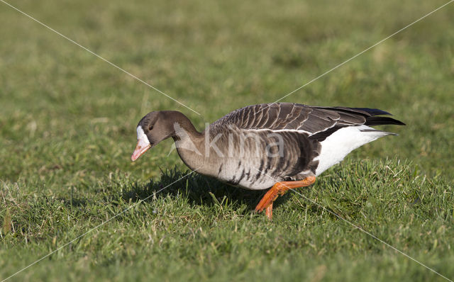 White-fronted goose (Anser albifrons)