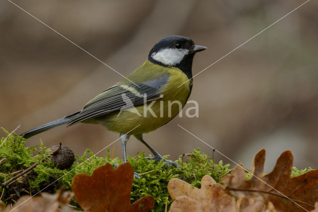 Koolmees (Parus major)