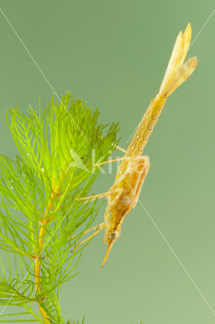 Koperen beekjuffer (Calopteryx haemorrhoidalis)