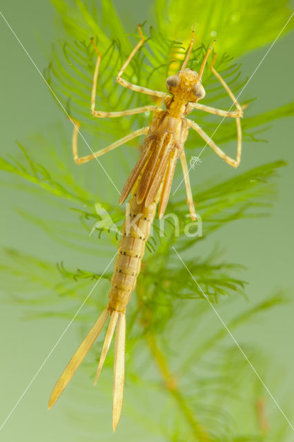 Koperen beekjuffer (Calopteryx haemorrhoidalis)