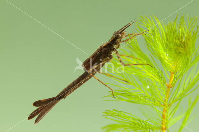 Koperen beekjuffer (Calopteryx haemorrhoidalis)